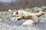 GOLDEN RETRIEVER 444